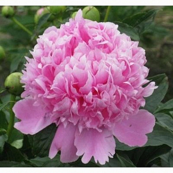 Пион травянистый Аннамике