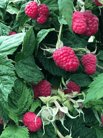 Малина обыкновенная Исполин