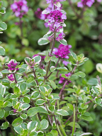 Тимьян блошиный