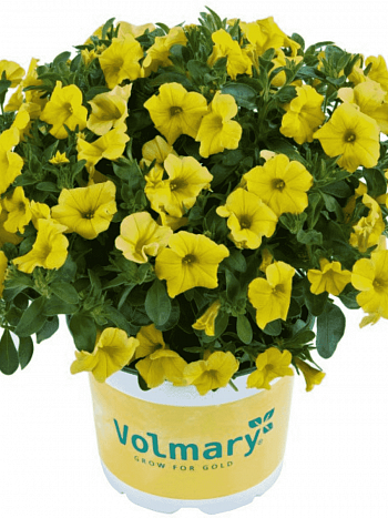 Калибрахоа Calipetite Yellow
