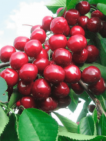 Черешня Валерий Чкалов