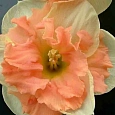Нарцисс Vanilla Peach