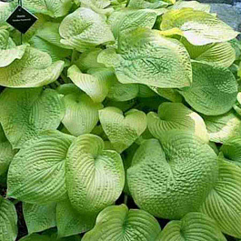 Хоста Golden Sunburst