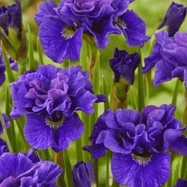 Ирис сибирский Concord Crush