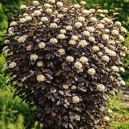 Пузыреплодник калинолистный Diabolo