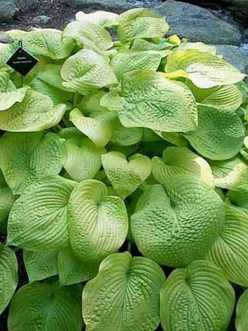 Хоста Golden Sunburst