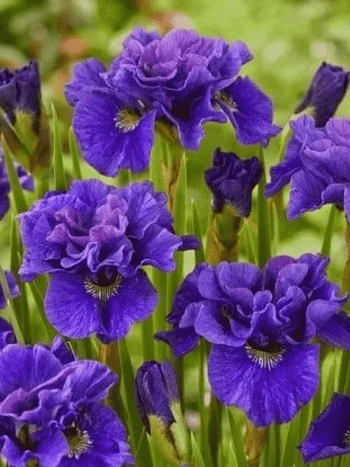 Ирис сибирский Concord Crush