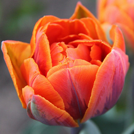 Тюльпан махровый поздний Ориндж Принцесс