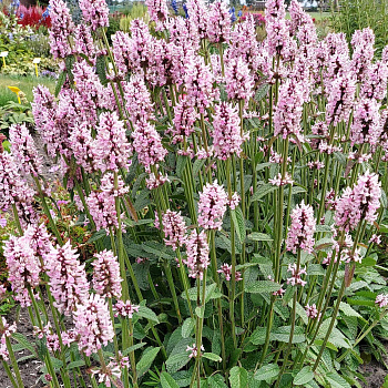 Чистец (Стахис) лекарственный Пинки