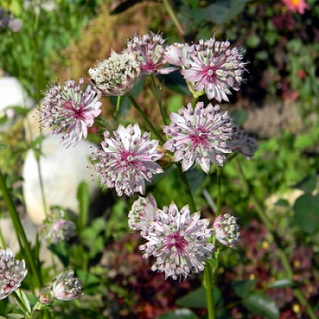 Астранция крупная видовая Норма Астранция крупная видовая Норма