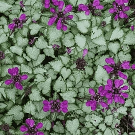 Яснотка крапчатая Beacon Silver