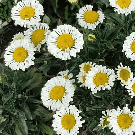 Нивяник наибольший Real Neat