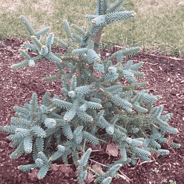 Пихта испанская Glauca