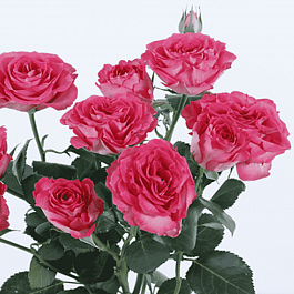 Роза спрей BELLA LINDA CERISE