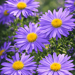 Астра ромашковая Rudolf Goethe