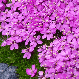 Смолёвка бесстебельная Mount snowdon
