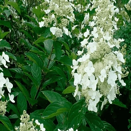 Гортензия метельчатая Pee Wee