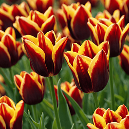 Тюльпан триумф Gavota