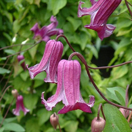 Клематис ботанический Фэй