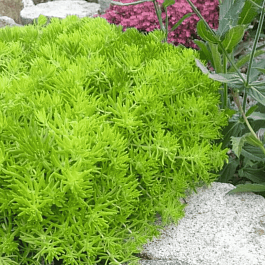 Очиток отогнутый Lemon Ball