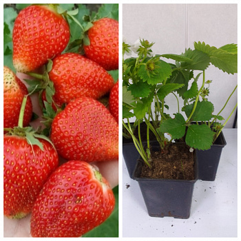 Земляника садовая Надежда НАБОР 3ШТ