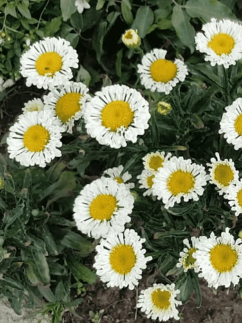 Нивяник наибольший Real Neat