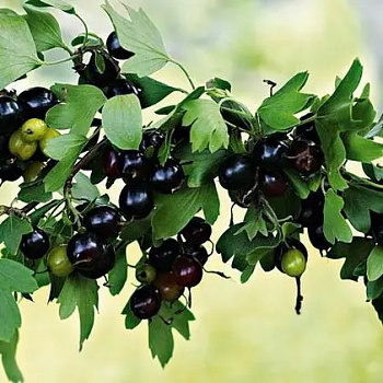 Смородина золотистая Ида