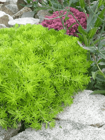 Очиток отогнутый Lemon Ball