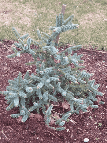 Пихта испанская Glauca