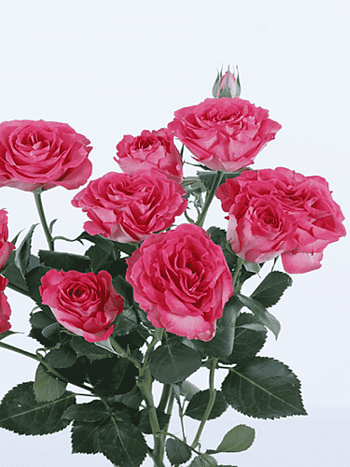 Роза спрей BELLA LINDA CERISE