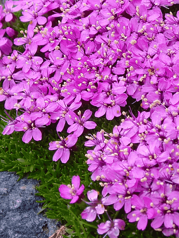 Смолёвка бесстебельная Mount snowdon