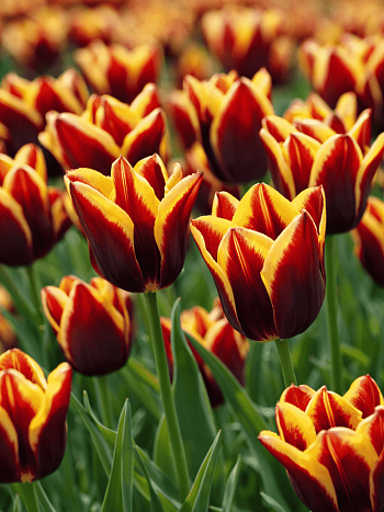 Тюльпан триумф Gavota