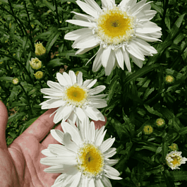 Нивяник наибольший Sunny Side Up