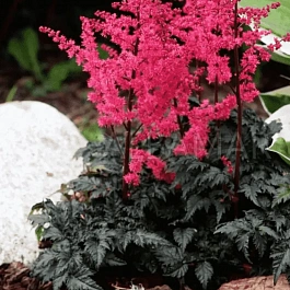 Астильба Арендса Hard Rock