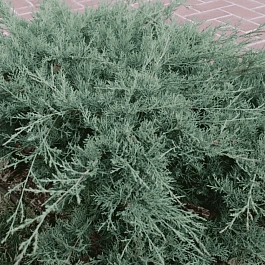 Можжевельник средний Pfitzeriana Glauca