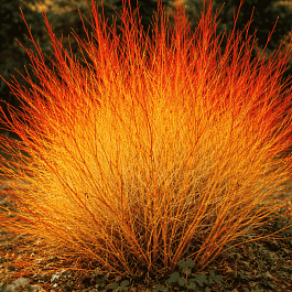 Дерен кроваво-красный Anny's Winter Orange