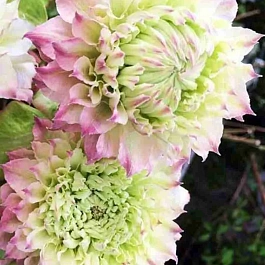 Клематис Midori