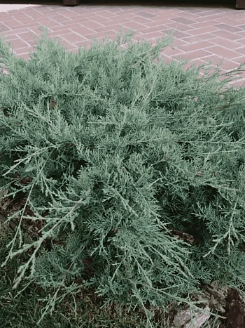 Можжевельник средний Pfitzeriana Glauca