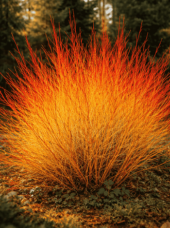 Дерен кроваво-красный Anny's Winter Orange