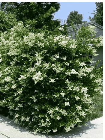 Бирючина обыкновенная