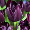 Тюльпан триумф Queen of Night