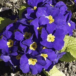 Примула бесстебельная Crescendo blue shades