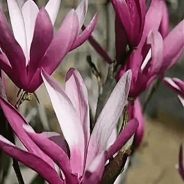 Магнолия гибридная Randy