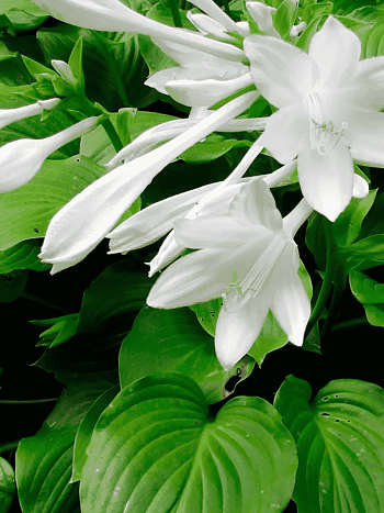 Хоста Aphrodite