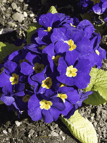 Примула бесстебельная Crescendo blue shades