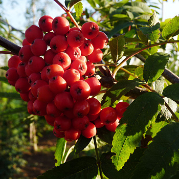 Рябина обыкновенная Эдулис