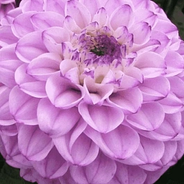 Георгина Genova