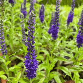 Вероника колосистая Blue Indigo