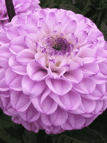 Георгина Genova