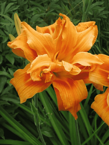 Лилейник Fulva Kwanso Variegata